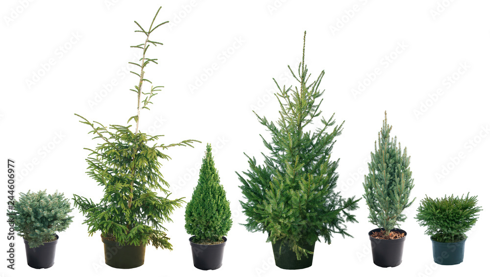 Picea - different varieties, shapes and sizes - obrazy, fototapety, plakaty 