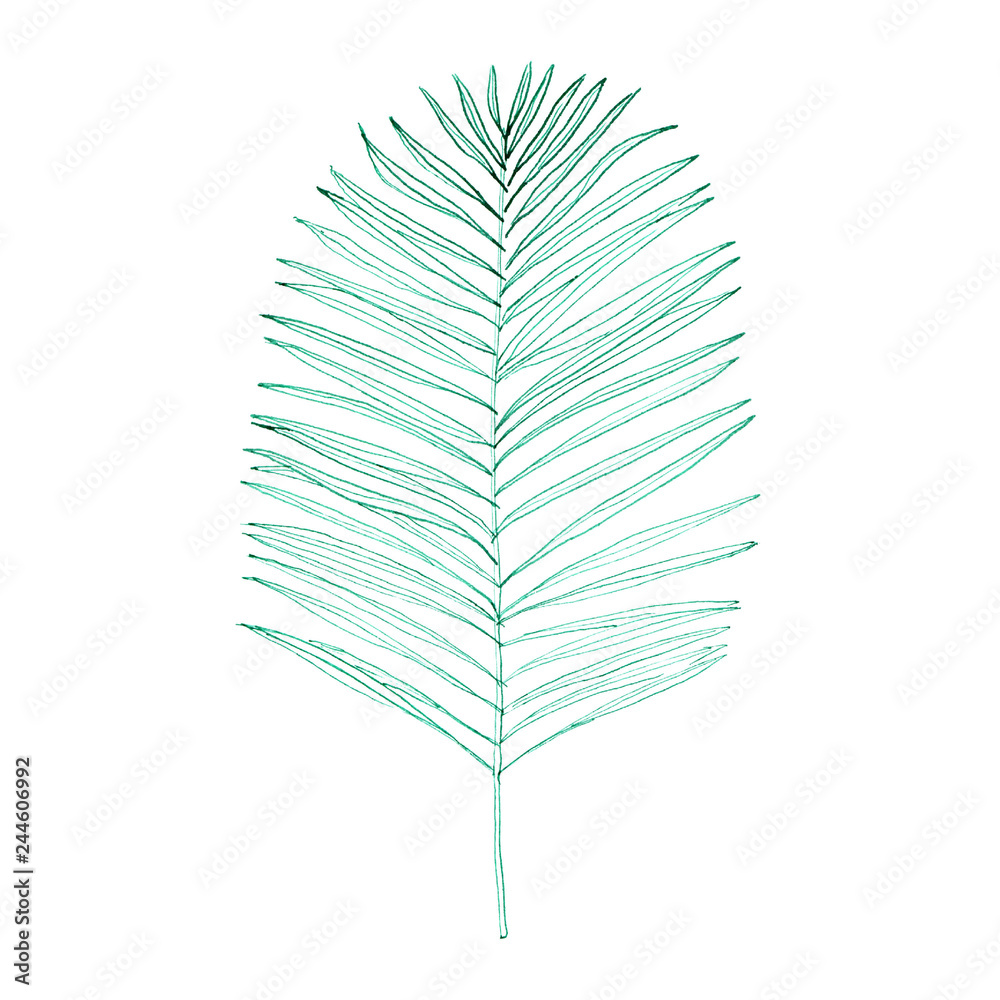 Hand drawn design element. A branch of coconut palm. Hand drawn design element. A branch of coconut palm.