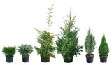 Picea - different varieties, shapes and sizes