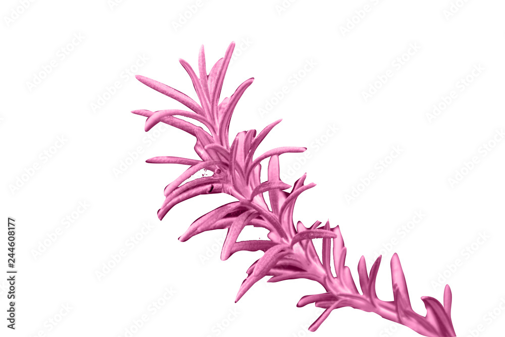 Rosemary isolated plant Rosemary isolated plant