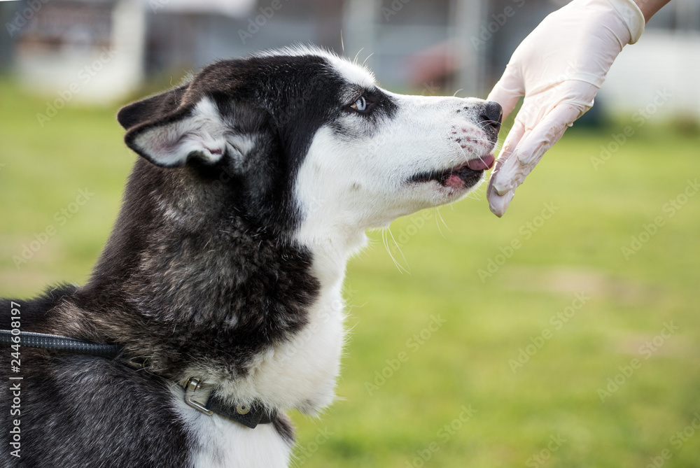 Obraz premium young husky dog