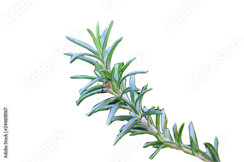 Fototapeta Naklejka Na Ścianę i Meble -  Rosemary isolated plant