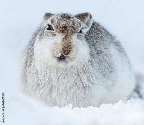Mountain hare 