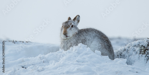 Mountain hares with funny look