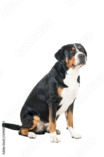 Greater Swiss Mountain Dog sitting side ways and looking next to the camera