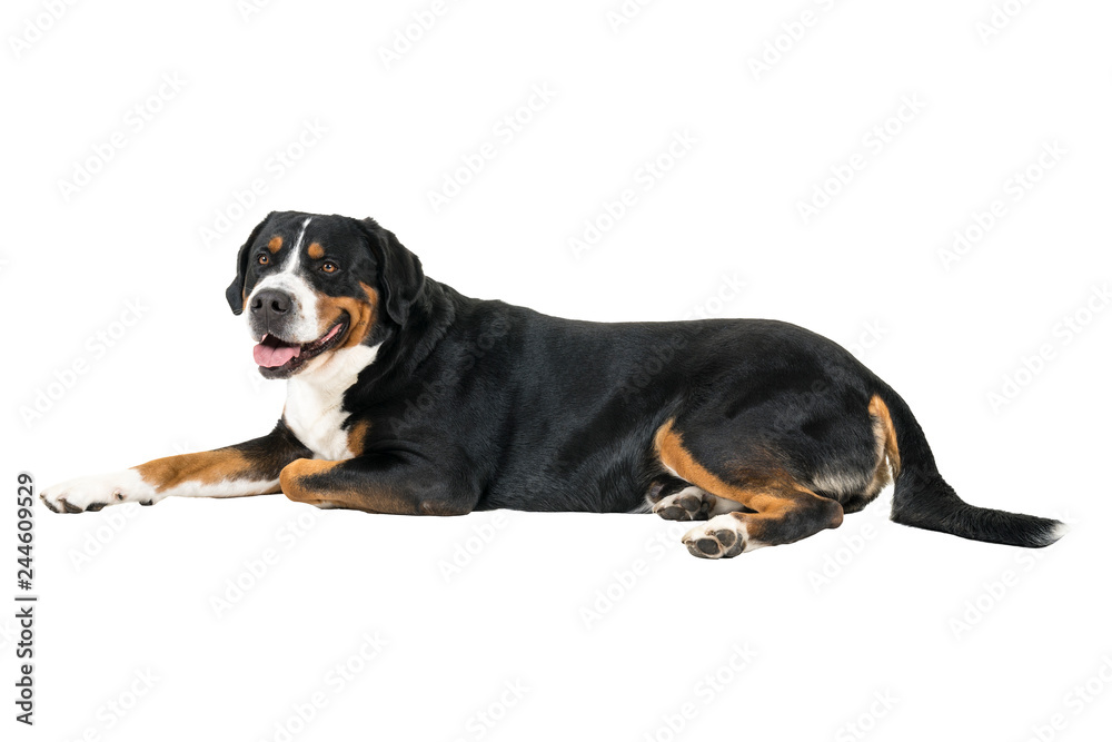 Greater Swiss Mountain Dog lying down sideways and looking next to the camera