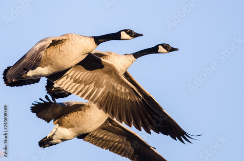 Flock of Geese Taking to Flight in the Early Morning Light