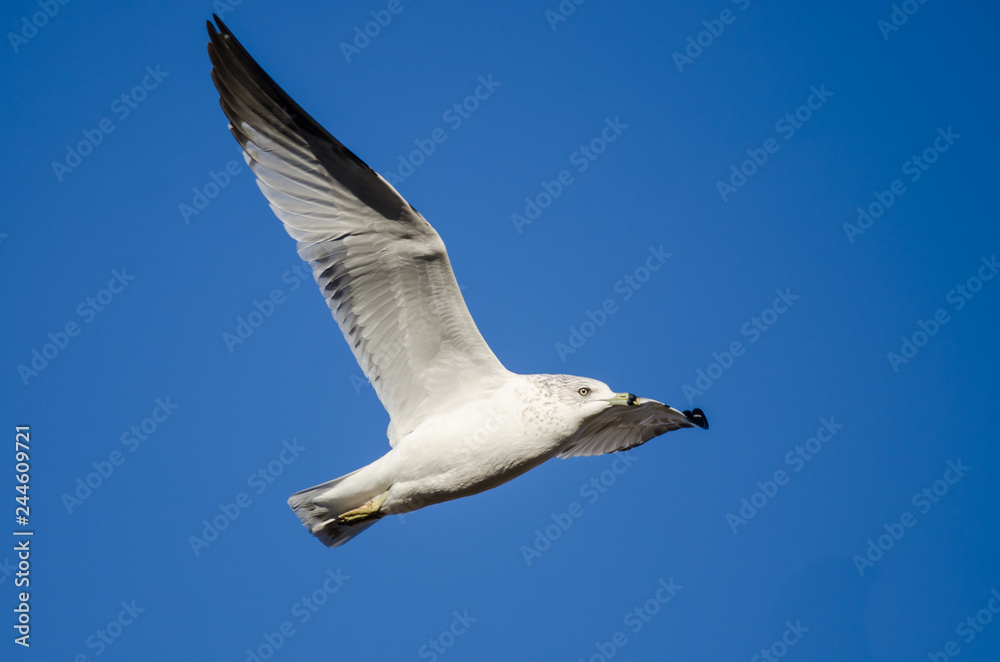 Ring-Billed Gull Flying in a Blue Sky Ring-Billed Gull Flying in a Blue Sky