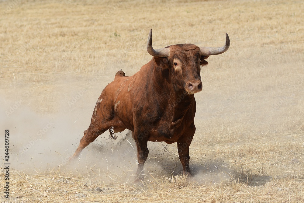 toro de lidia 