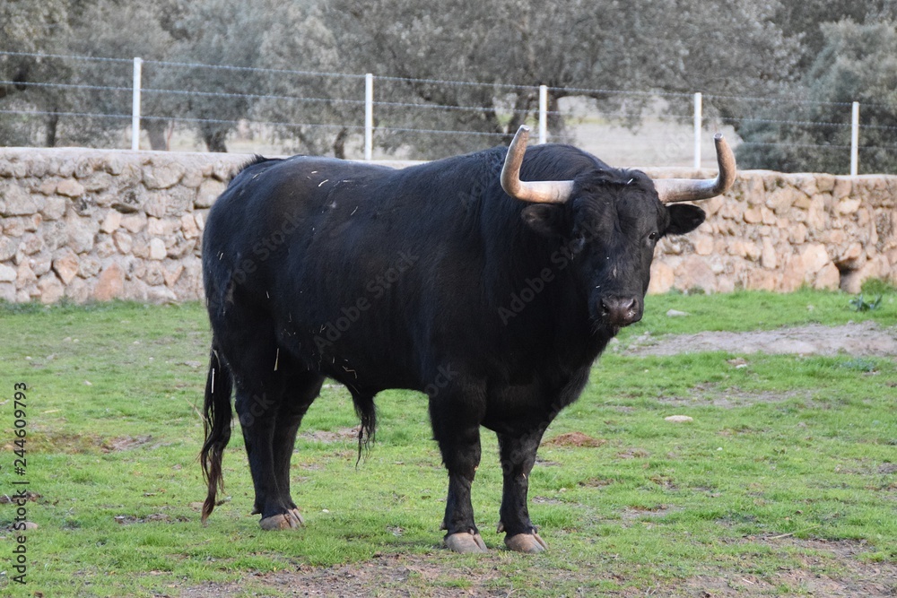 toro de lidia toro de lidia