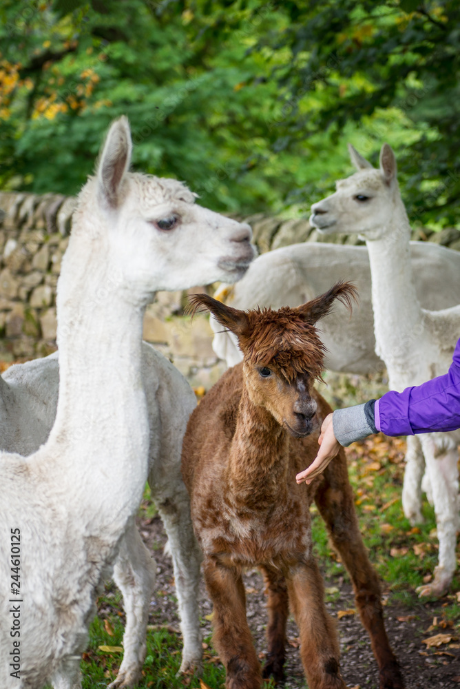 Obraz premium Cute and Sheared Lllamas in English countryside.