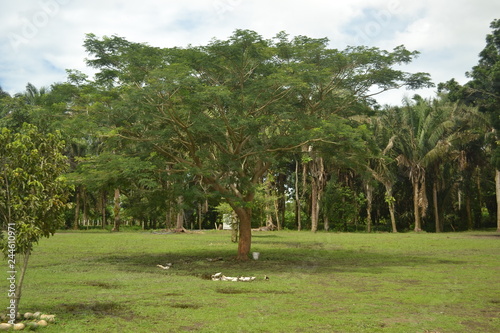 arbol