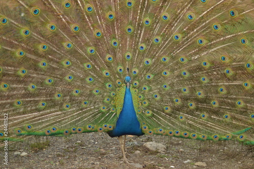 pavo real