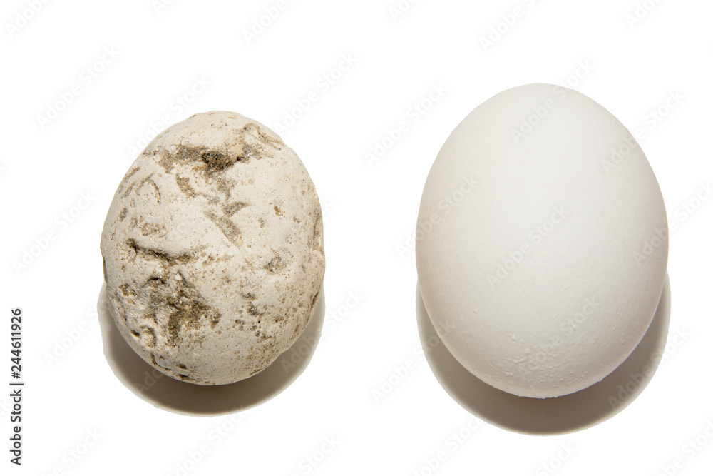 An ancient fossilized egg and a common modern chicken egg. Prehistoric egg and fresh chicken egg. Comparison of sizes and shapes. Isolated on white background. An ancient fossilized egg and a common modern chicken egg. Prehistoric egg and fresh chicken egg. Comparison of sizes and shapes. Isolated on white background.