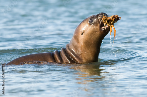 Foto Baby sea lion , Patagonia Argentina