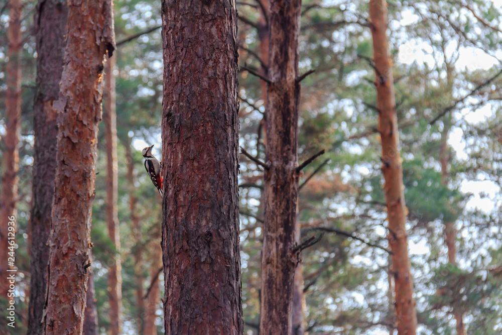 Woodpecker inhabiting pine forest
