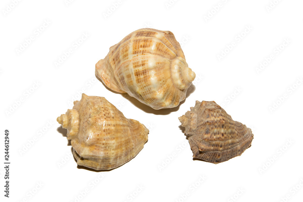 Three shells of different sizes. Isolated on white background. Three shells of different sizes. Isolated on white background.