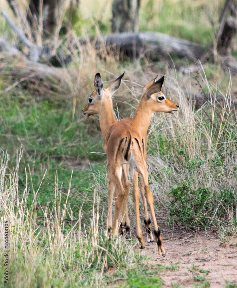 Impala Impala