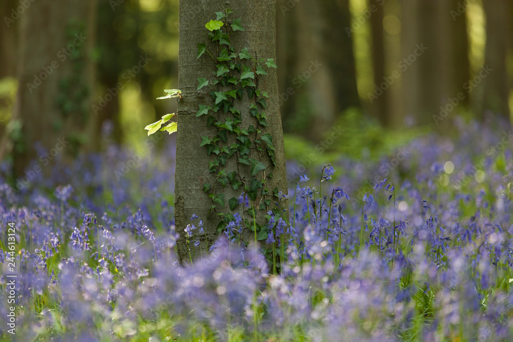 Obraz premium Bluebells