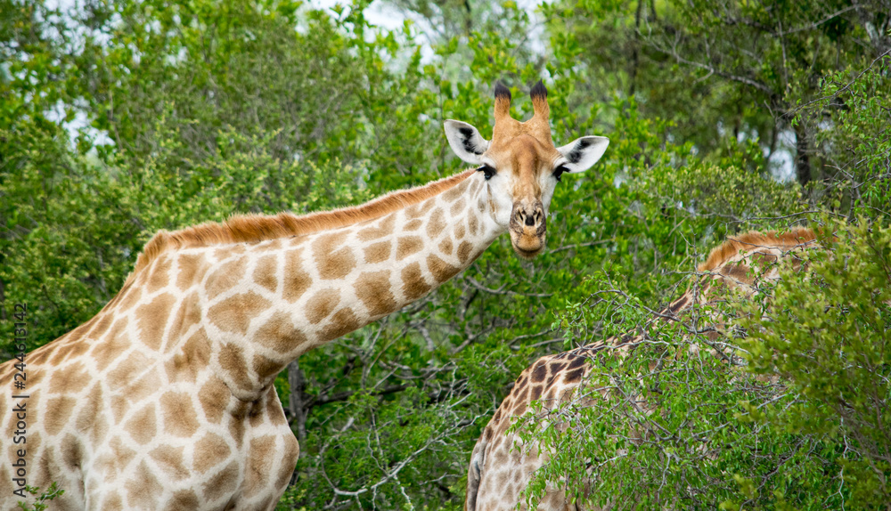 Obraz premium giraffe in the wild