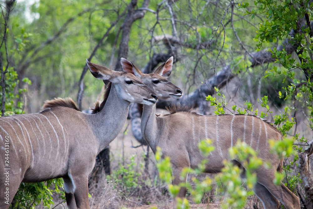 Fototapeta premium kudu