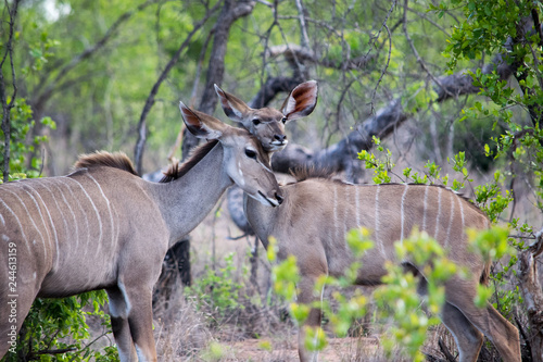 kudu
