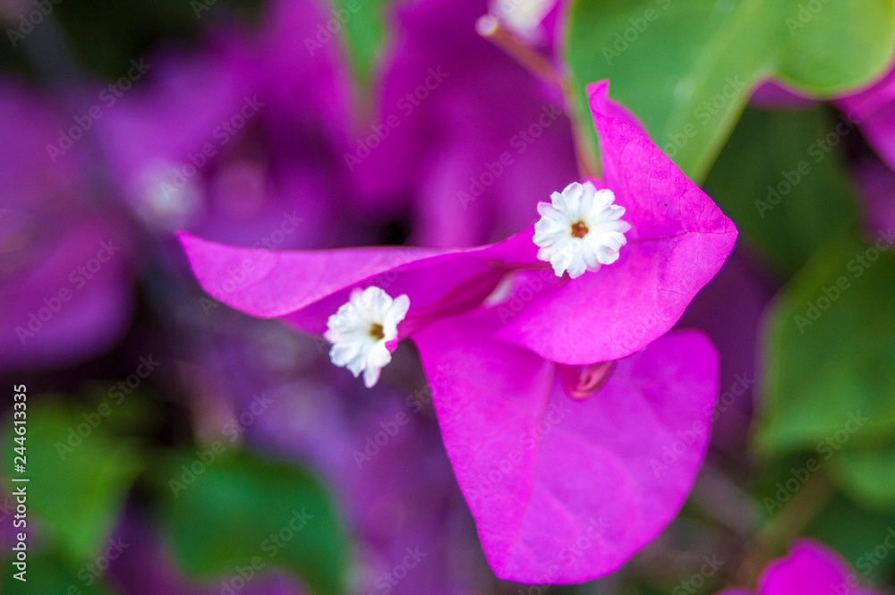 Tender pink phalaenopsis orchid on blurred background. Soft lovely flowers are seen in an artistic composition. Hybrid phalaenopsis, or moth orchid, is the most popular and easy growing orchid Tender pink phalaenopsis orchid on blurred background. Soft lovely flowers are seen in an artistic composition. Hybrid phalaenopsis, or moth orchid, is the most popular and easy growing orchid