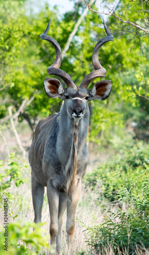 Male Kudu