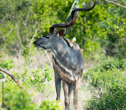 Male Kudu