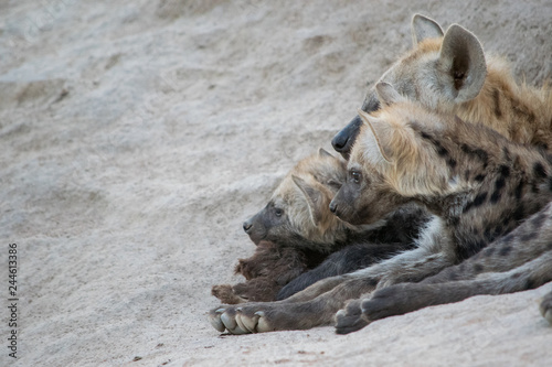 Hyena Den