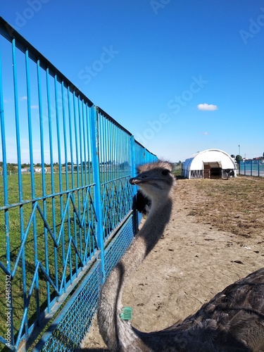 Ostrich