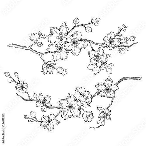 Sakura flowers blossom set  hand drawn line ink style. Cute doodle cherry plant vector illustration  black isolated on white background. Realistic floral bloom for spring japanese or chinese holiday