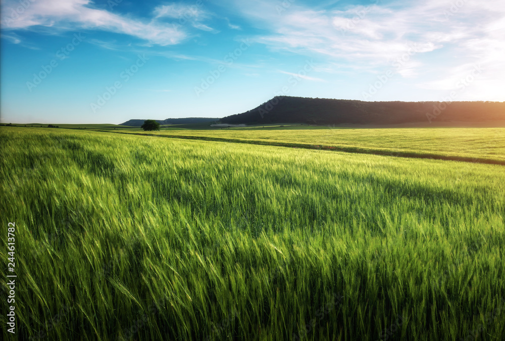 Fototapeta premium Field of wheat in the morning. Composition of nature