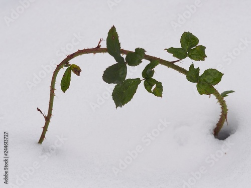 Brombeerstrauch trotzt Schnee und Kälte