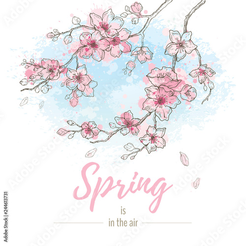 Watercolor spring sakura flowers blossom on sky blue background, hand drawn art set. Cute oriental painted cherry plant. Vector illustration, isolated on white with quote slogan - Spring is in the air