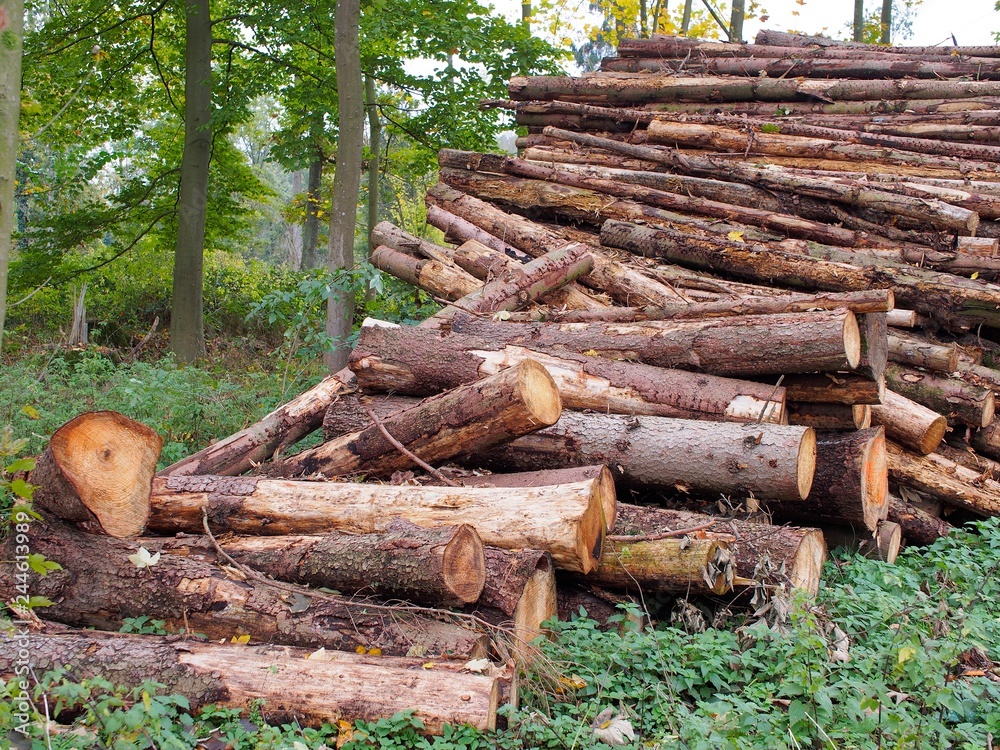 Unordnung - gerodete Baumstämme lagern im Wald Unordnung - gerodete Baumstämme lagern im Wald