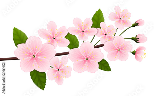 Vector image of a branch of blossoming cherry (sakura). Pink spring flowers with green leaves isolated on white. EPS 10. © Alice