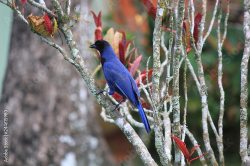 gralha azul blue bird photo