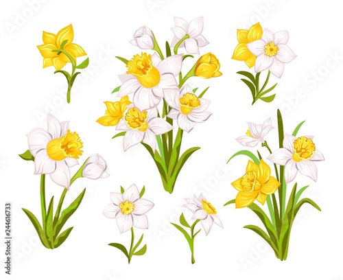 Photo Set of beautiful narcissus flowers for cards, posters, textile etc