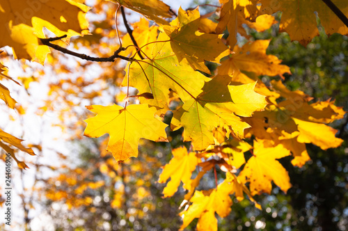 Herbst, die Blätter werden bunt und verfärben sich