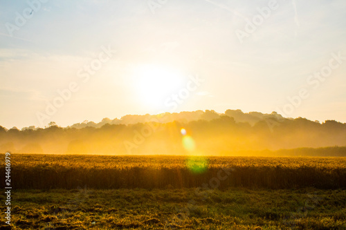 sunset over field during golden hour © Daniel