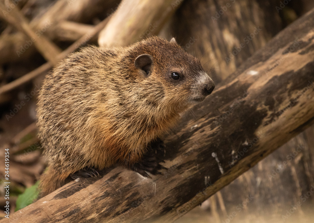 Naklejka premium juvenile groundhog rests on log