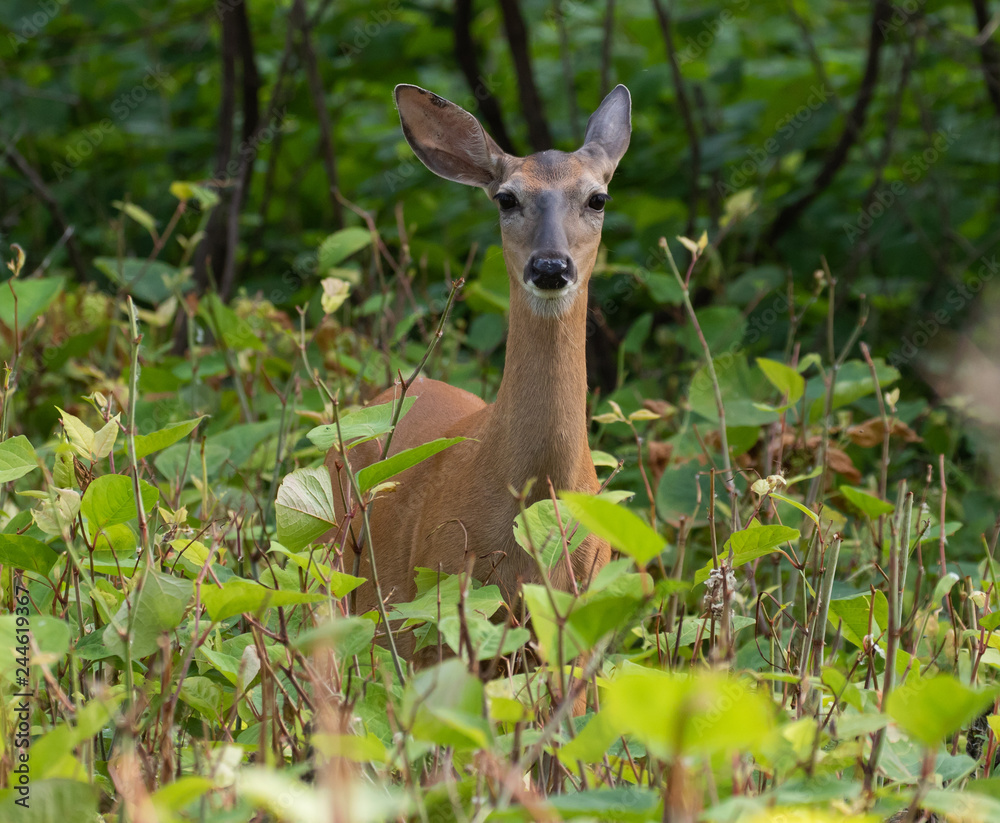 Fototapeta premium white-tailed deer in the forest