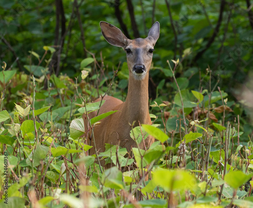 white-tailed deer in the forest