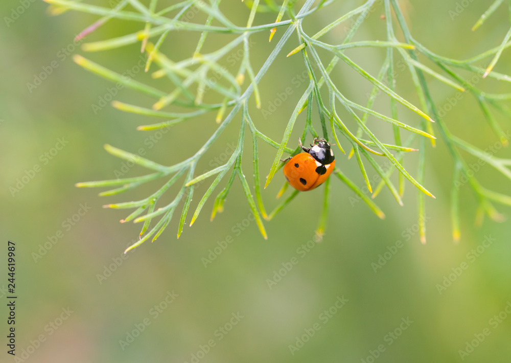Naklejka premium Ladybug beetle (Coccinella septempunctata) on Fennel leaves