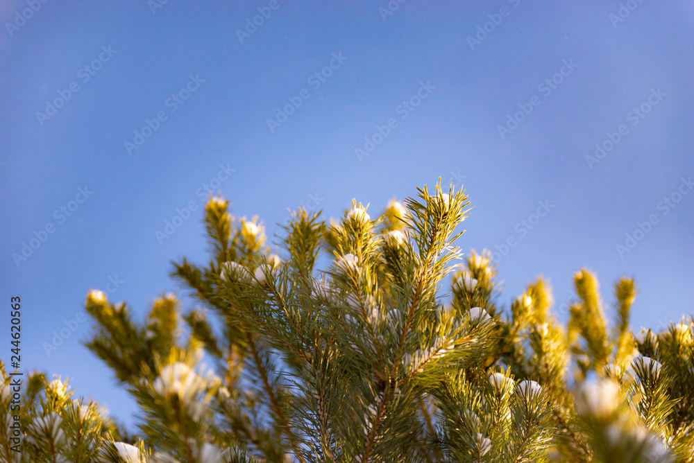 Winter details. Pine branches against the blue sky.