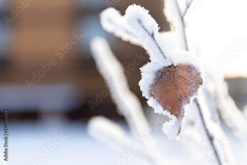 Winter details. Dry birch leaf in the snow halo.