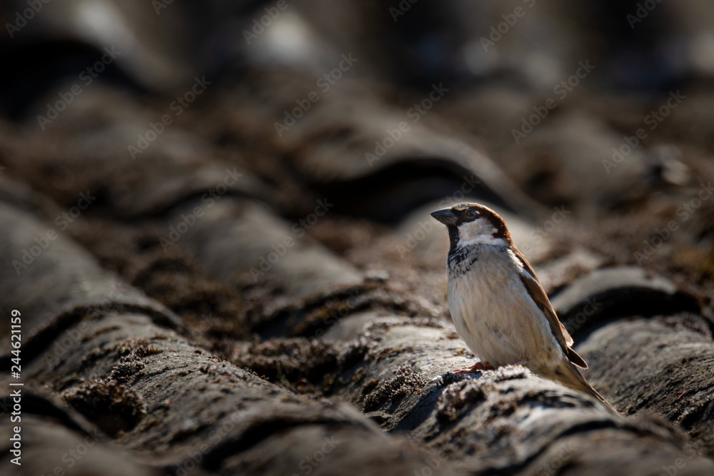 Naklejka premium house sparrows perched in roof with moss
