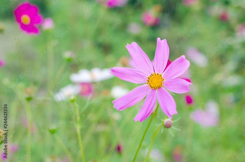 Flowers of the Cosmos in the flowerbed with a blurred background Flowers of the Cosmos in the flowerbed with a blurred background