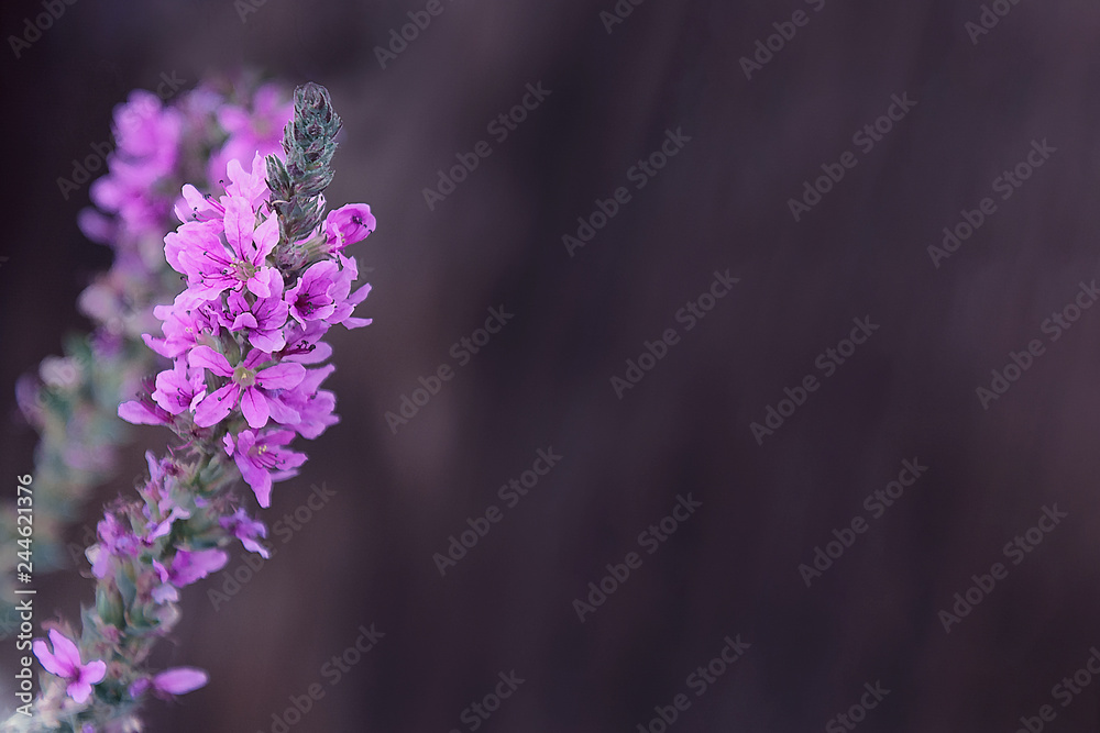 Fototapeta premium Loosestrife flowers close-up on gray background.